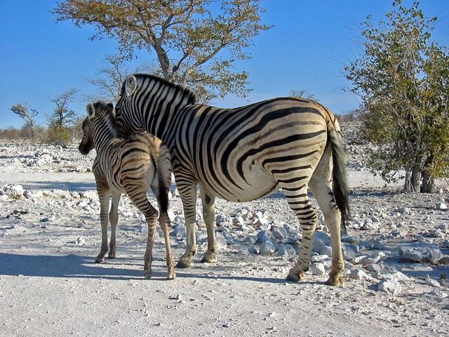 Etosha National Park